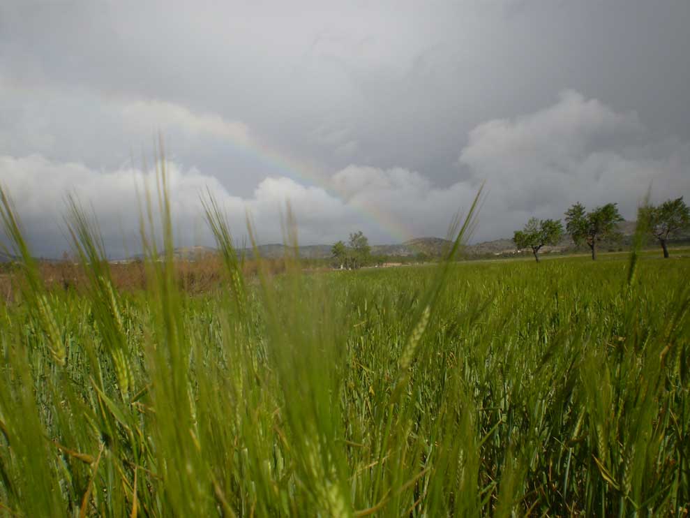Campo de trigo en el campil