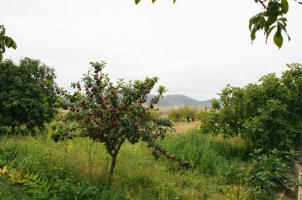 Huertas con Frutales Fuente