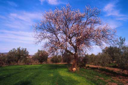 Huertas de Hogarite